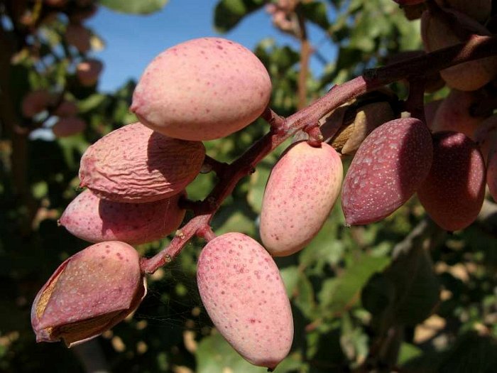 Fruto de pistacho. Variedad Kerman (4)